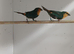 DNA pair sea green parrot finches for sale