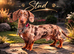 Mr Darcy &ndash; Chocolate Dapple Dachshund Stud