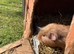 8month old boy guiena pig