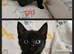 Lovely kittens looking for 5* homes