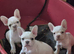 Stunning French Bulldog pups.
