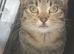 Tabby