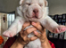 Siberian husky puppies