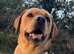 Handsome KC Reg Labrador Retriever Adult Male