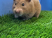 Beautiful Syrian Hamster Girl
