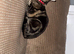 Mixed female cat