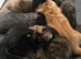 Stunning kittens need new homes