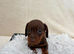 3 Dachshund Boys available