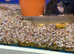 Senegal Bichir (Polypterus senegalus)