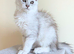 GCCF Registered Shaded Kittens