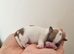 KC registered Lhasa Apso Puppies