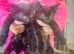 kittens black two boys