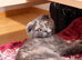 Scottish fold kittens