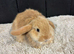 Stunning mini lops