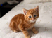 Kittens