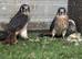 2026 unrelated pair of American kestrels