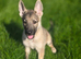 Silver sable german shepherd female pup