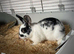 Dwarf lop female