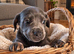 French bull weaner puppies