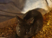 Netherland darf babies from my show lines