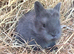 Baby Blue Lionhead buck for reserving
