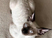 Cornish Rex Kittens &ndash; Ready Now