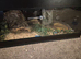 Ball python and corn snakes