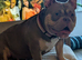 Beautiful dog