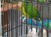 Pine apple conure hand tamed