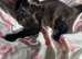 Half Maine Coon female kitten