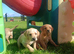 Stunning KC reg Labradoor puppies for sale