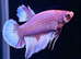Male Betta's