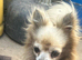Male creme longfur chihuahua