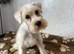 Miniature schnauzer puppies