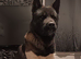American akita pups