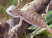 Hypo Bearded Dragons at Birmingham Reptiles