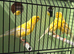 proven hens canary’s