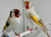 Beautiful Mutation Pair of Siberian Goldfinches