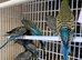 Extra, special RARE, BF / YF BIRDS