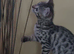 Rare Bengal Kittens