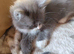 Beautiful ragdoll x Persian female