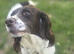 Gorgeous Workingline-Bred Springer Spaniel Girl Needs 5* Home ASAP