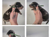 PRA CLEAR MINIATURE DACHSHUND PUPPIES