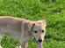 Lab x saluki