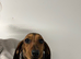 Dachshund mini smooth