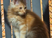 Maine coon kittens