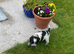3 Beautiful Pedigree Blue Roan Cocker spaniel puppies