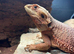 5 year old bearded dragon and her vivarium