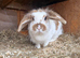 3 rabbits looking for new home
