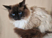 Mitted chocolate male 6yrs old Seal point female 6yrs old
